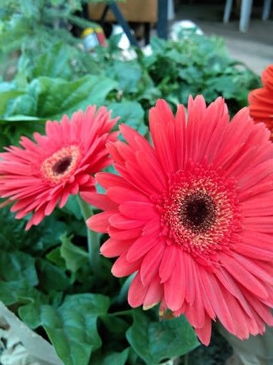 Gerbera Mix Flowering Seeds for Beautiful Blossoms, Ideal for Planting and Gardening Enthusiasts