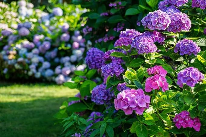 Hydrangea Seed: Unlock Nature's Beauty