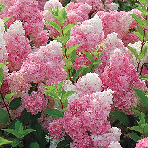 Hydrangea Seed: Unlock Nature's Beauty