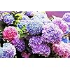 Hydrangea Seed: Unlock Nature's Beauty