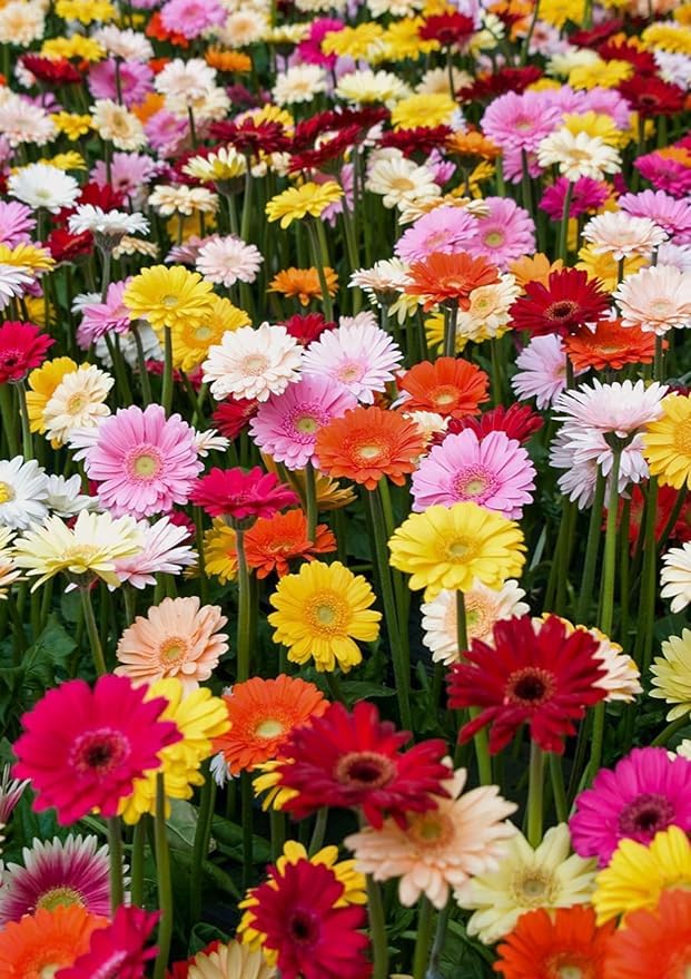 Gerbera Mix Flowering Seeds for Beautiful Blossoms, Ideal for Planting and Gardening Enthusiasts