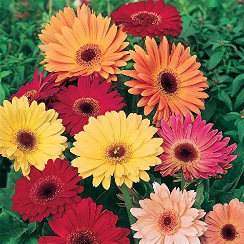 Gerbera Mix Flowering Seeds for Beautiful Blossoms, Ideal for Planting and Gardening Enthusiasts
