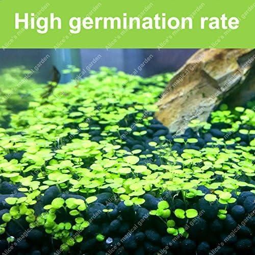 Aquatic Double Leaf Aquarium Plants Seeds
