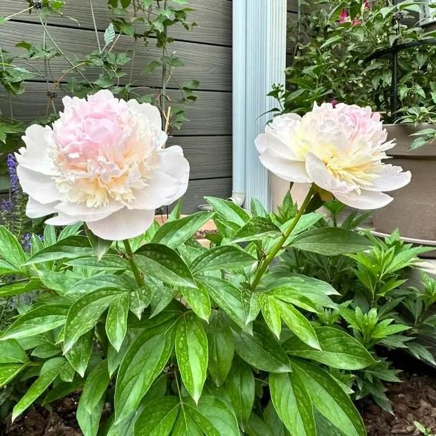 The Queen of Flowers Peony Flower (Pack of 20)