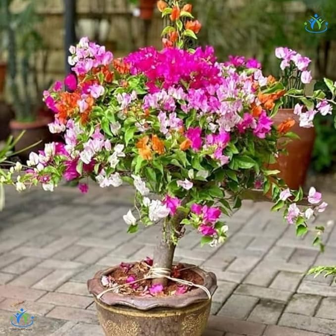 Mix Colour Bougainvillea Flower Seeds For Home Garden