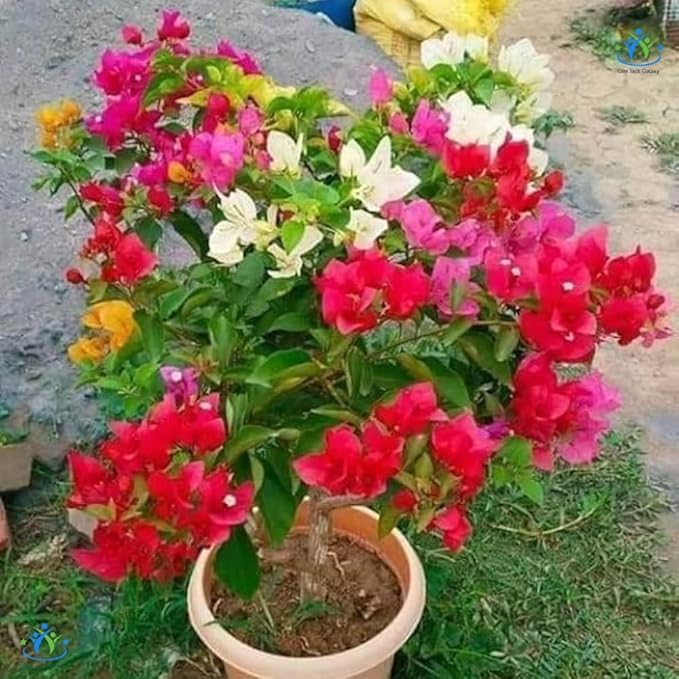 Mix Colour Bougainvillea Flower Seeds For Home Garden