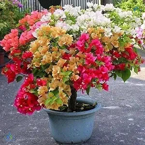 Mix Colour Bougainvillea Flower Seeds For Home Garden