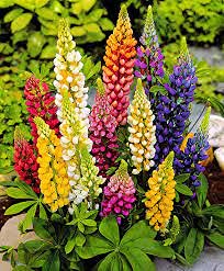 Lupine Blossoms - Seeds