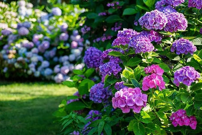 Hydrangea Seed: Unlock Nature's Beauty
